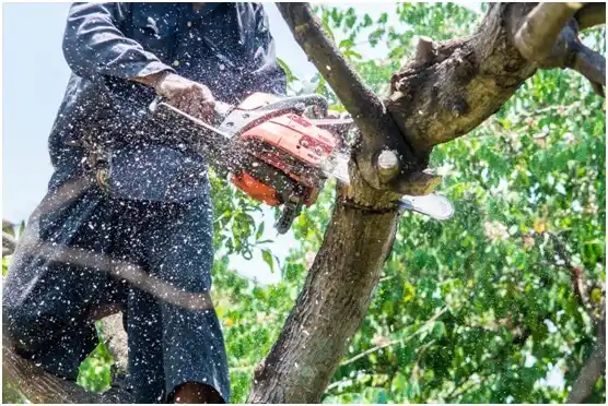 tree services Lumberton